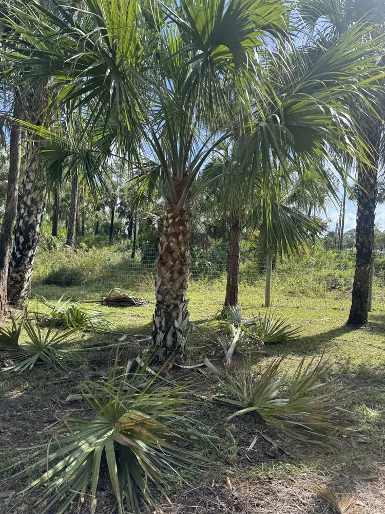 Custom landscaping services near you in Naples, FL by Wilbur Lawn Maintenance