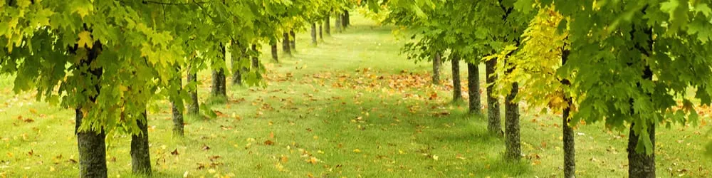 Affordable outdoor landscaping for homes in Clarklake, MI by Wilcox Lawn & Landscaping