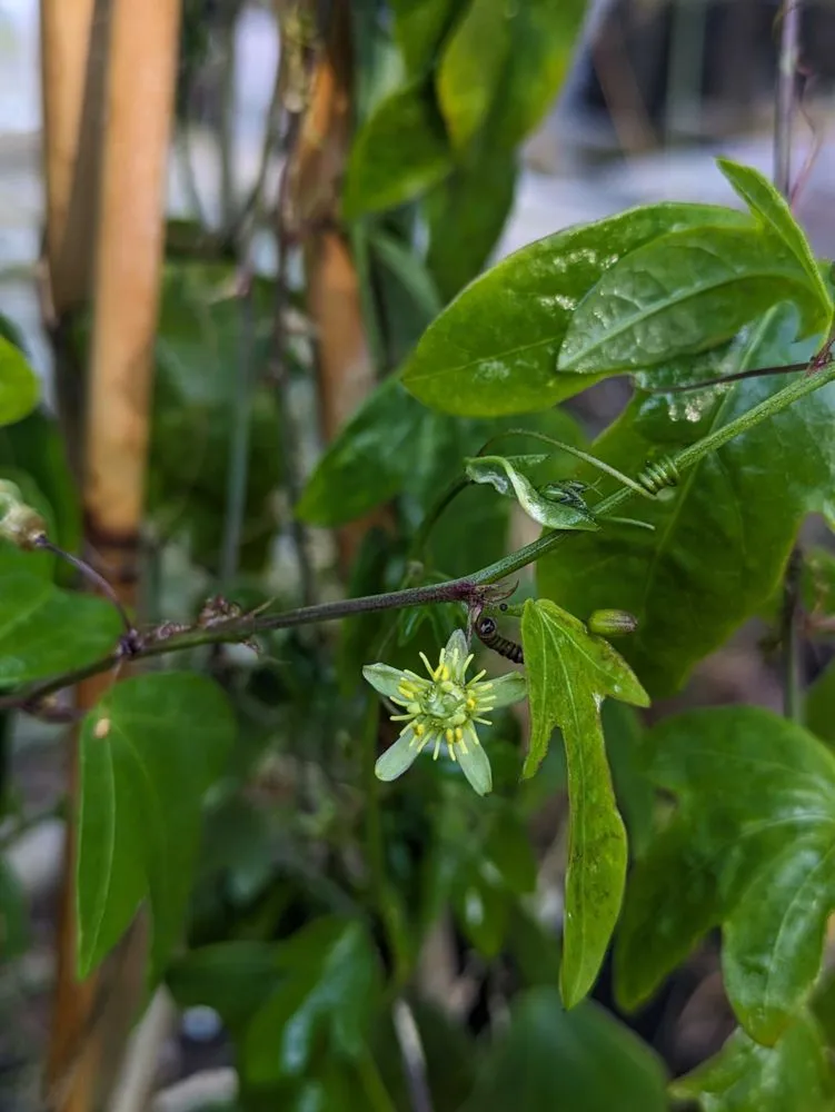 Affordable garden landscaping experts serving Largo, FL - Wilcox Nursery and Landscape