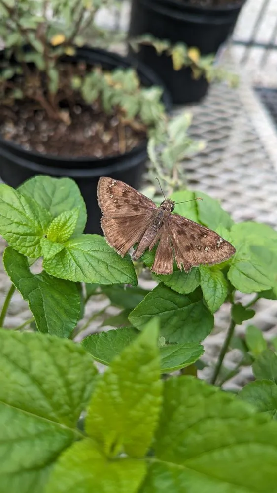 Professional garden landscaping near you in Largo, FL by Wilcox Nursery and Landscape