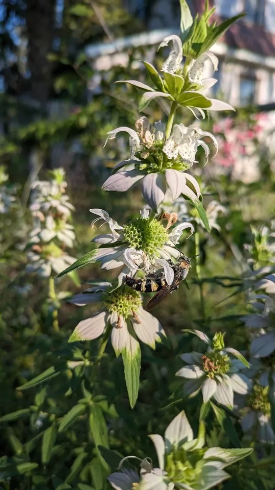 Professional landscape design in Largo, FL - Wilcox Nursery and Landscape