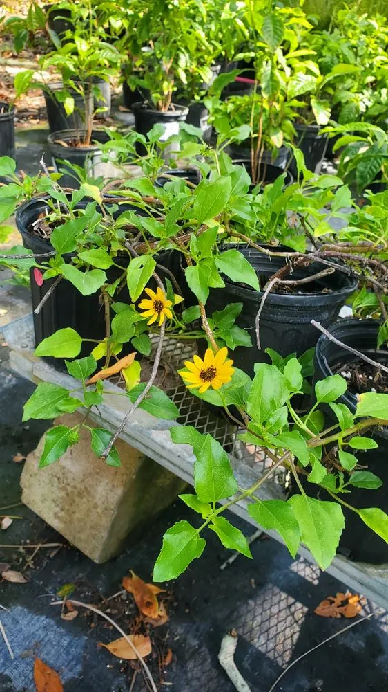 Custom residential landscaping with custom design in Largo, FL by Wilcox Nursery and Landscape