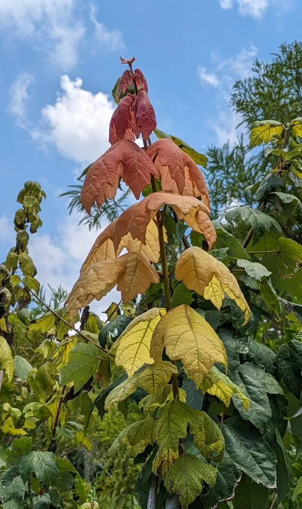 Professional yard maintenance for beautiful yards in Largo, FL by Wilcox Nursery and Landscape