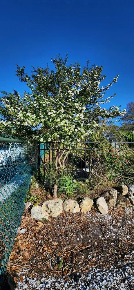 Top-rated landscaping services in Largo, FL - Wilcox Nursery and Landscape