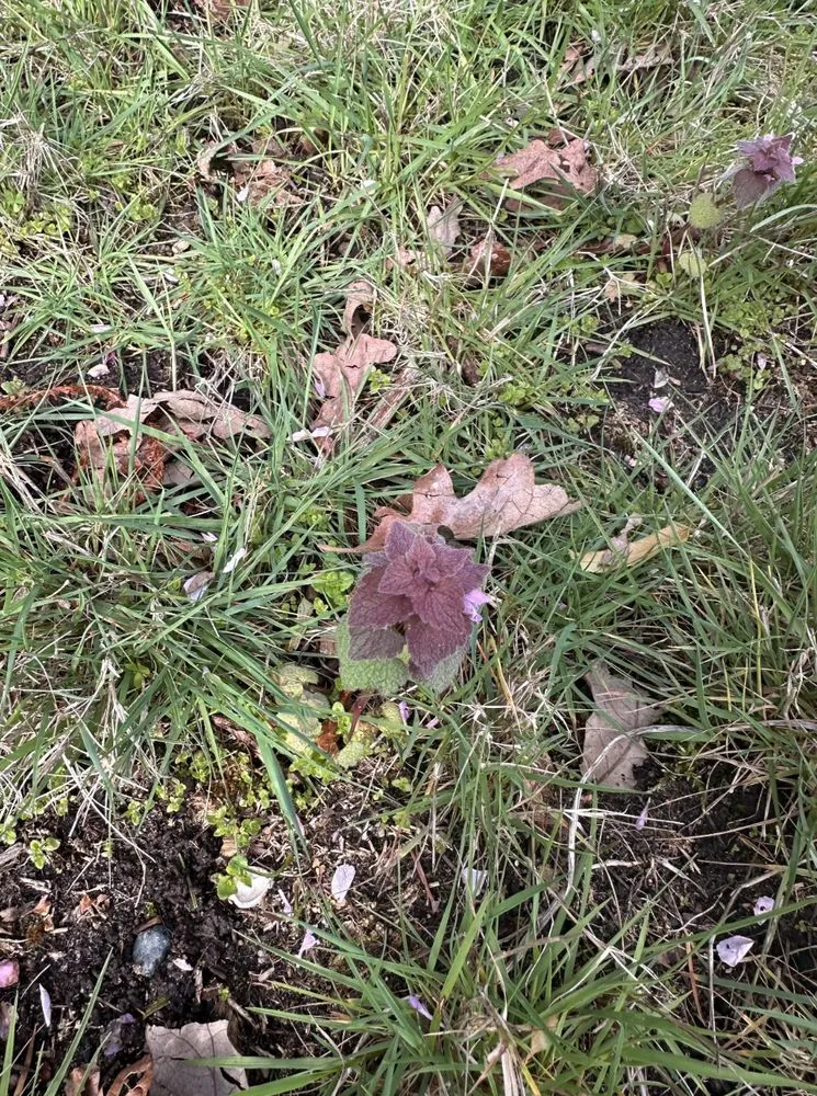 Reliable garden landscaping with custom design in Seattle, WA by Wild And Tended