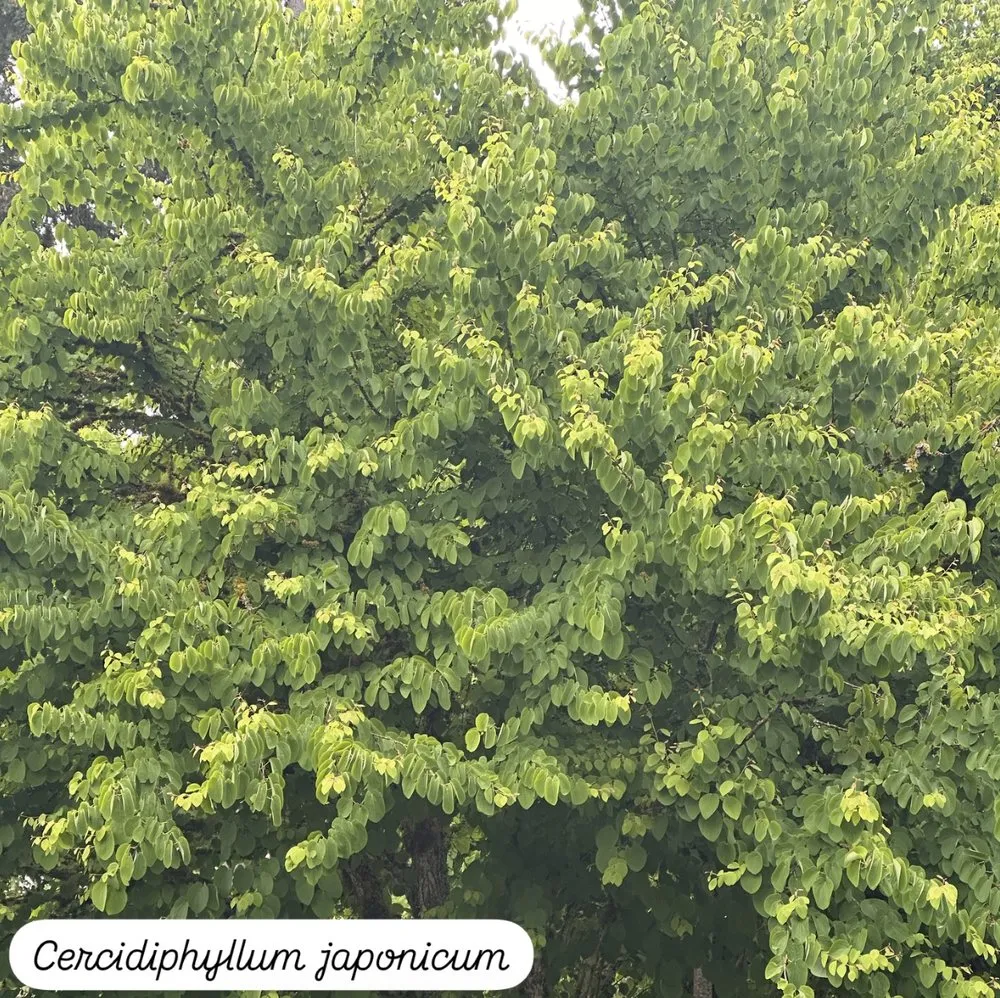 Affordable yard maintenance in Seattle, WA by Wild And Tended