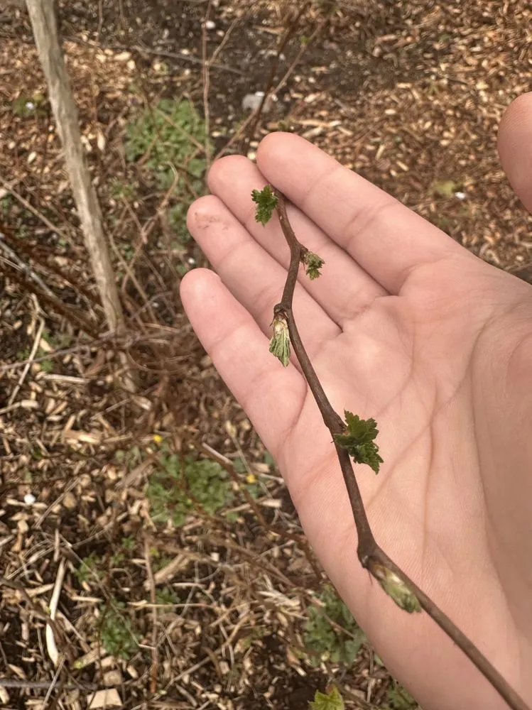 Expert yard cleanup service for beautiful yards across Seattle, WA - Wild And Tended