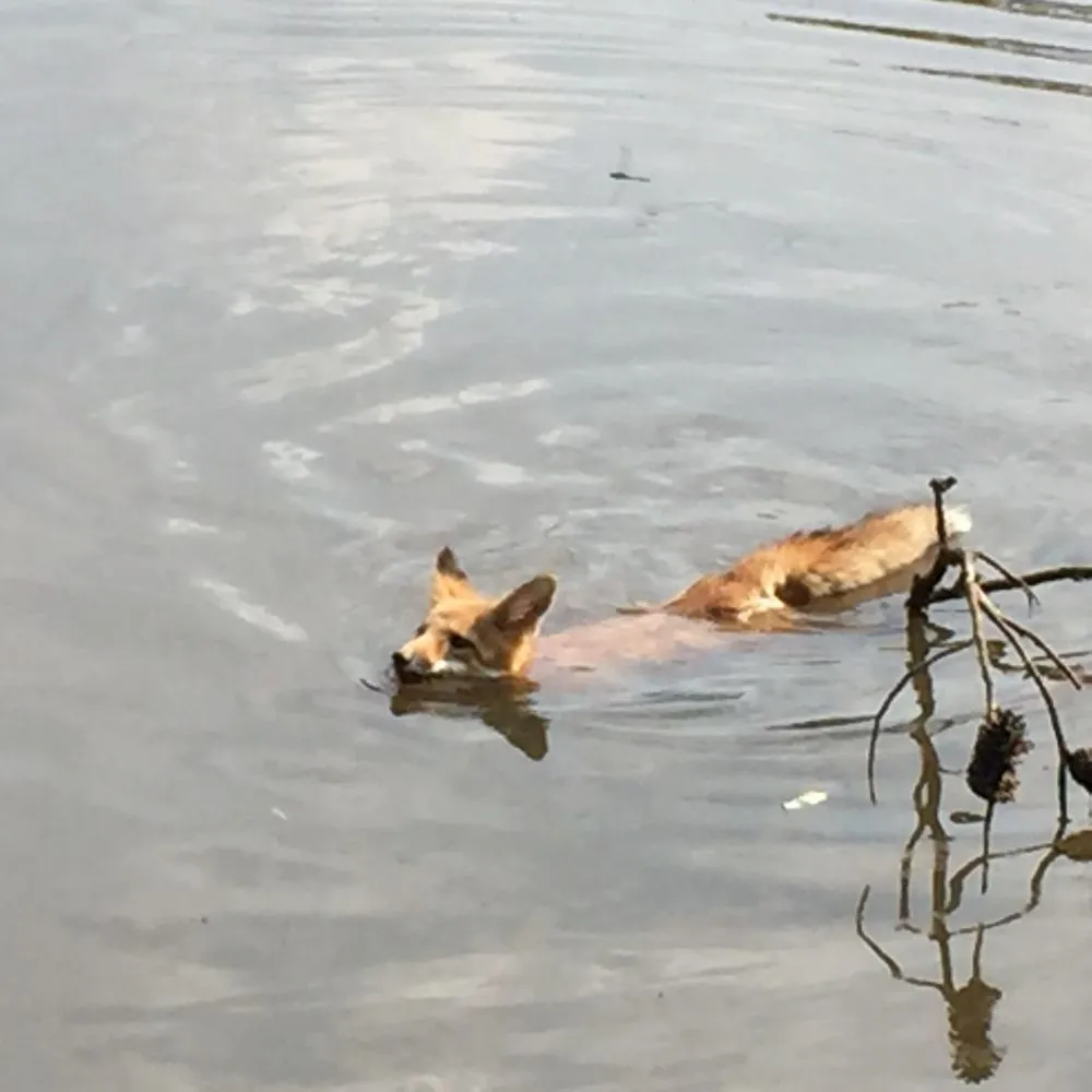 Custom landscaping services in Altamonte Springs, FL - Wild Animal Pest Control Orlando