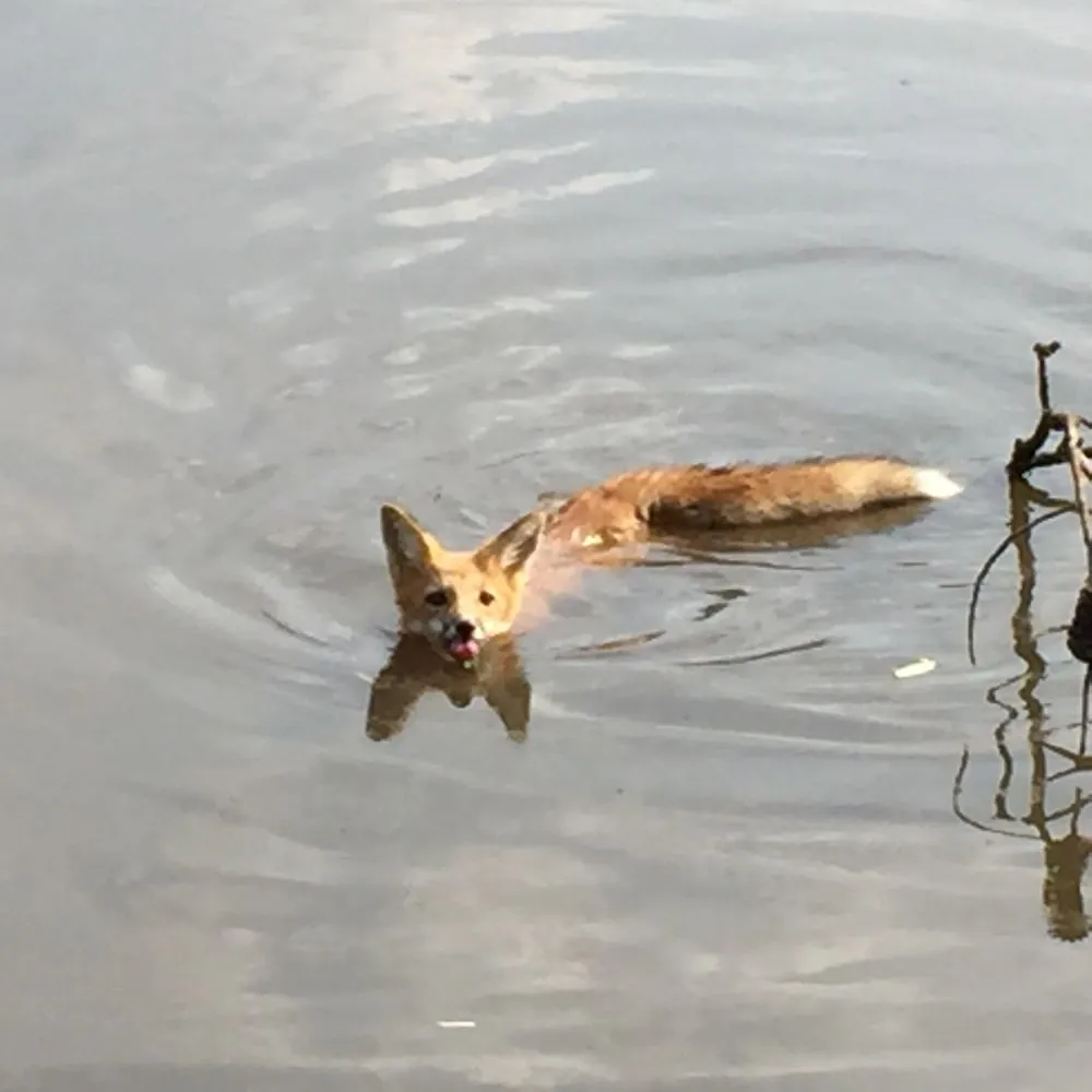 Professional residential landscaping in Altamonte Springs, FL by Wild Animal Pest Control Orlando