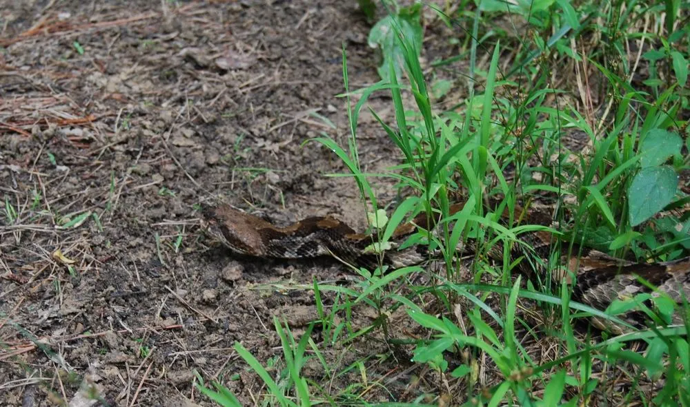 Local garden landscaping for residential properties in Altamonte Springs, FL by Wild Animal Pest Control Orlando