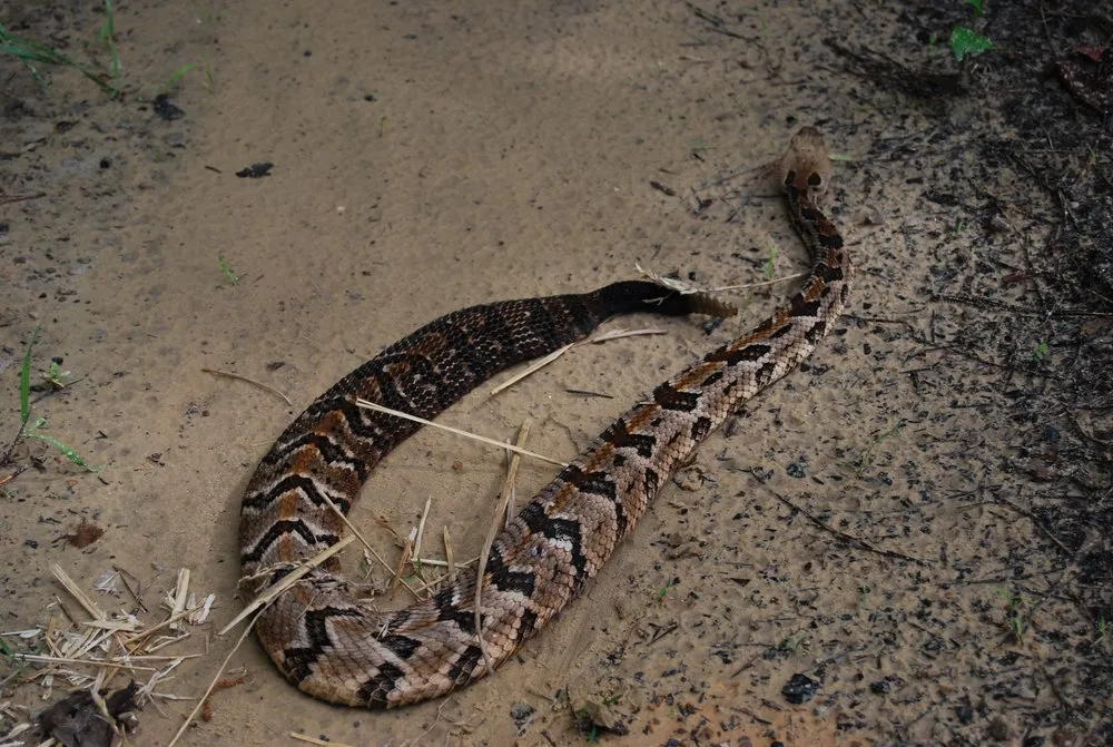 Custom yard cleanup service for beautiful yards in Altamonte Springs, FL by Wild Animal Pest Control Orlando