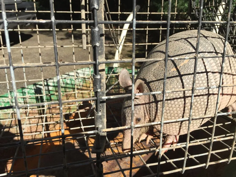 Local garden landscaping for beautiful yards in Altamonte Springs, FL by Wild Animal Pest Control Orlando