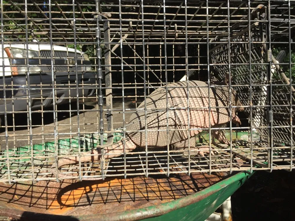 Reliable lawn care service for year-round maintenance in Altamonte Springs, FL by Wild Animal Pest Control Orlando