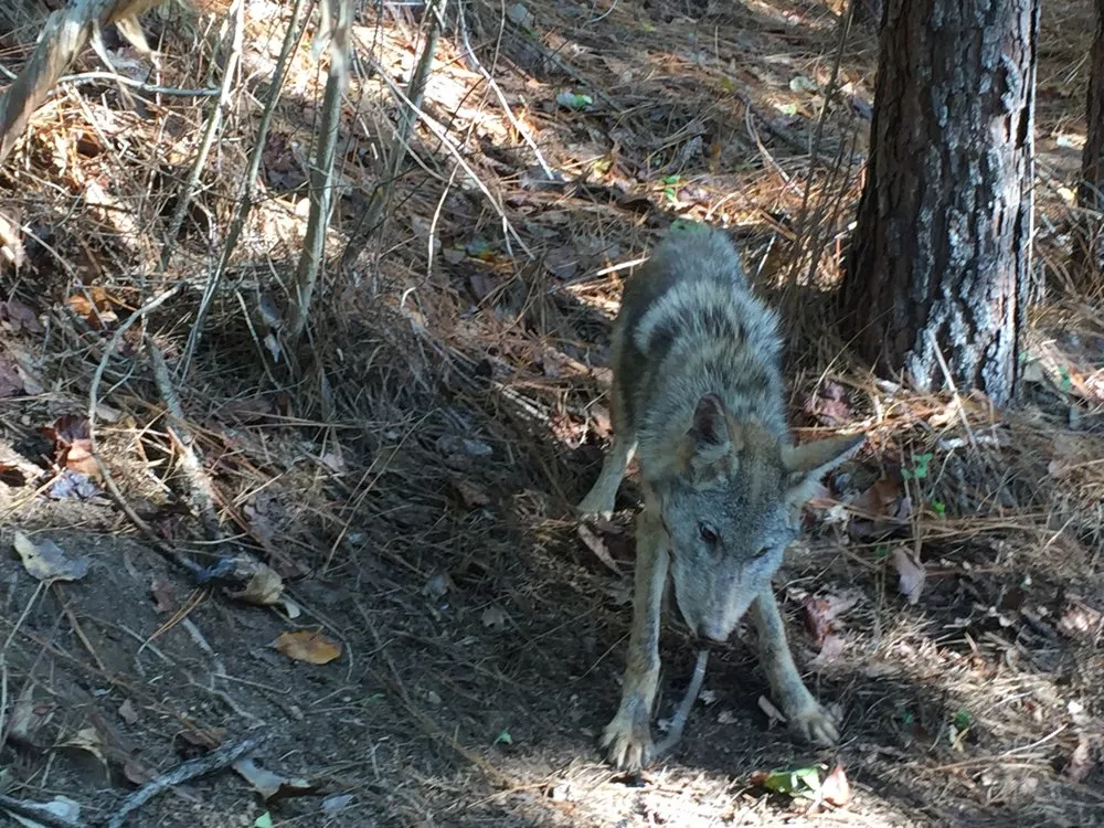 Expert lawn mowing service in Altamonte Springs, FL - Wild Animal Pest Control Orlando