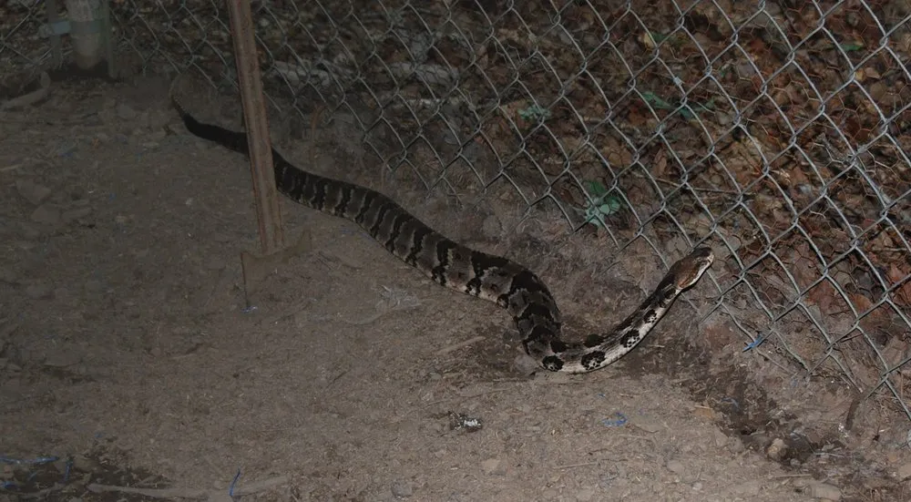 Top-rated landscape design in Altamonte Springs, FL - Wild Animal Pest Control Orlando