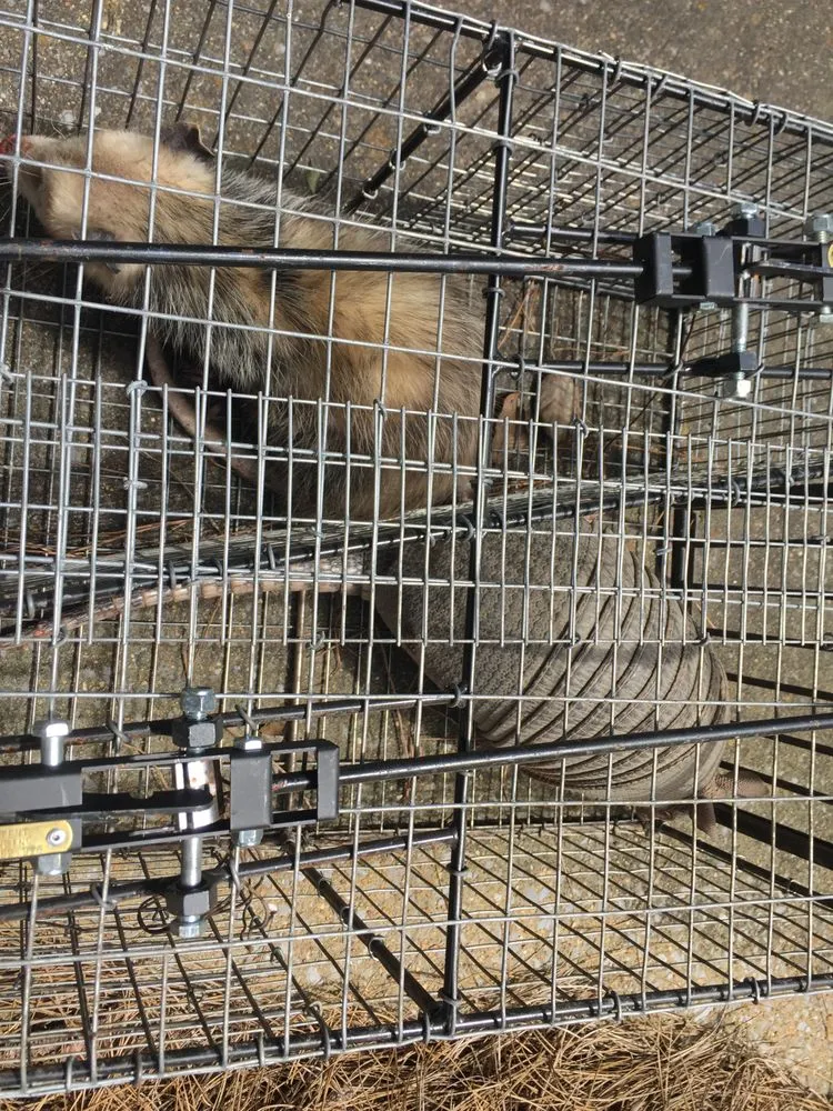 Local residential landscaping experts serving Altamonte Springs, FL - Wild Animal Pest Control Orlando