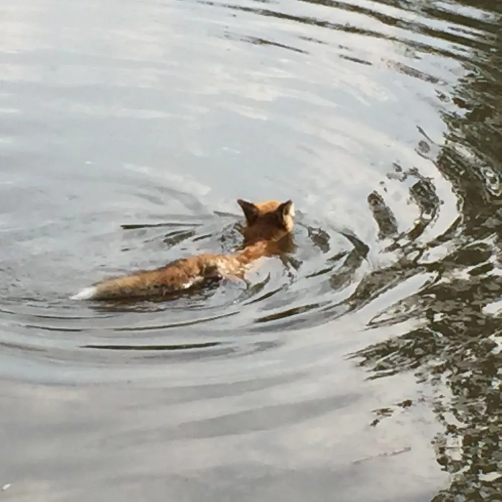 Professional landscape design experts serving Altamonte Springs, FL - Wild Animal Pest Control Orlando