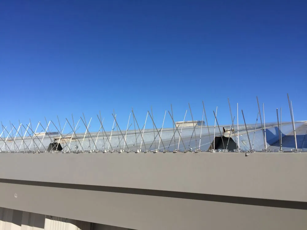 Professional yard cleanup service in Altamonte Springs, FL - Wild Animal Pest Control Orlando