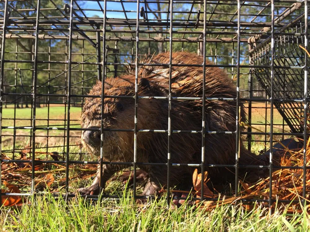 Top-rated yard cleanup service experts serving Altamonte Springs, FL - Wild Animal Pest Control Orlando