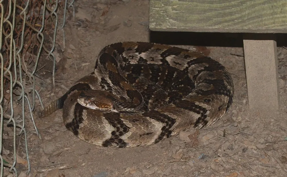 Top-rated yard maintenance in Altamonte Springs, FL by Wild Animal Pest Control Orlando