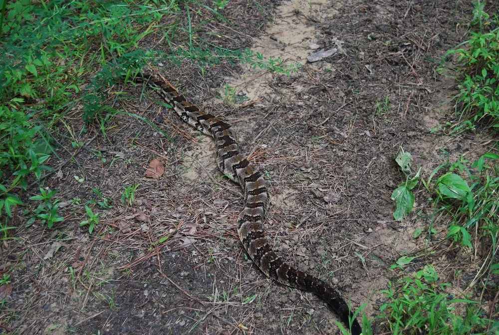 Trusted landscaping services for residential properties across Altamonte Springs, FL - Wild Animal Pest Control Orlando