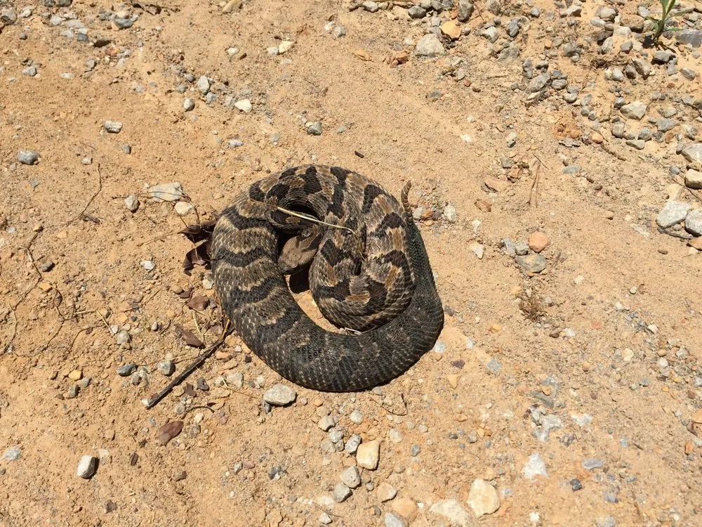 Custom lawn mowing service with custom design across Altamonte Springs, FL - Wild Animal Pest Control Orlando