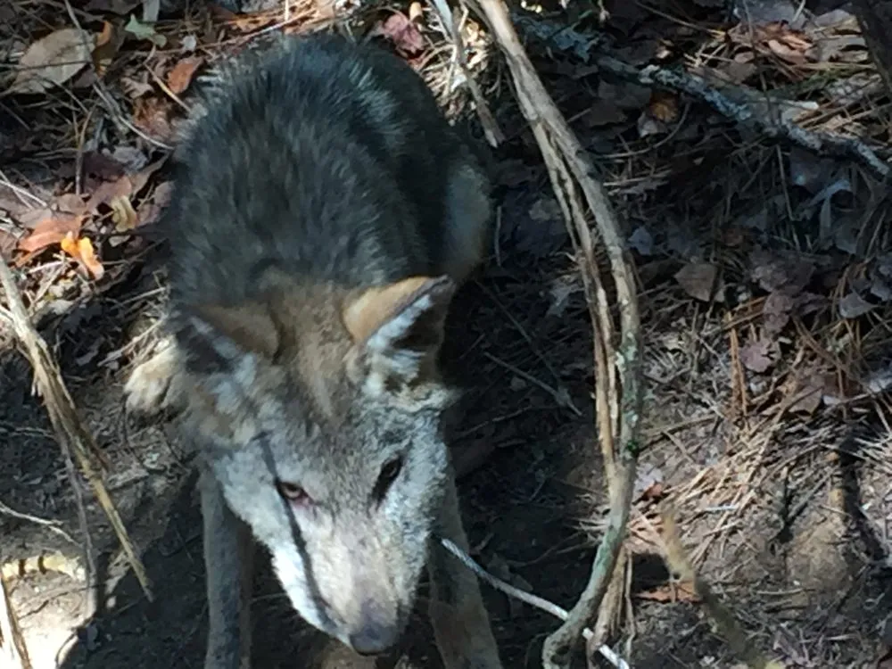 Top-rated landscape design in Altamonte Springs, FL - Wild Animal Pest Control Orlando