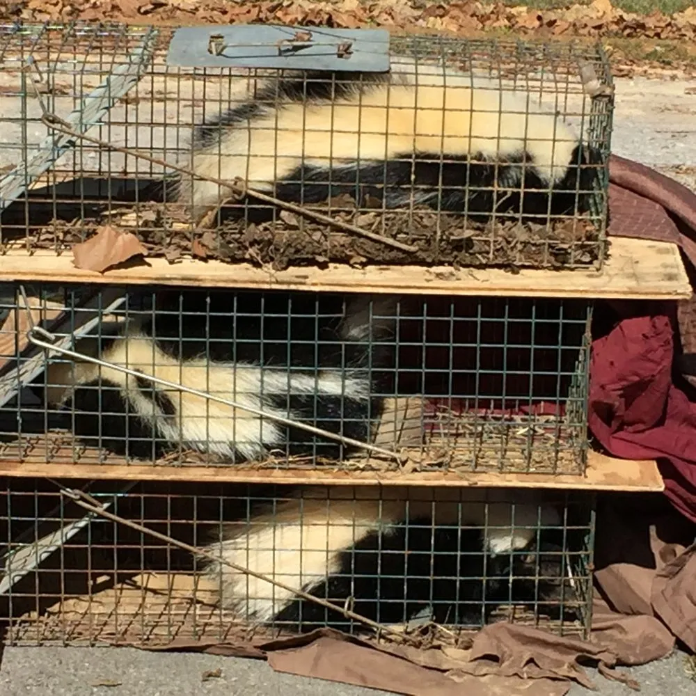 Professional landscape installation with custom design across Altamonte Springs, FL - Wild Animal Pest Control Orlando