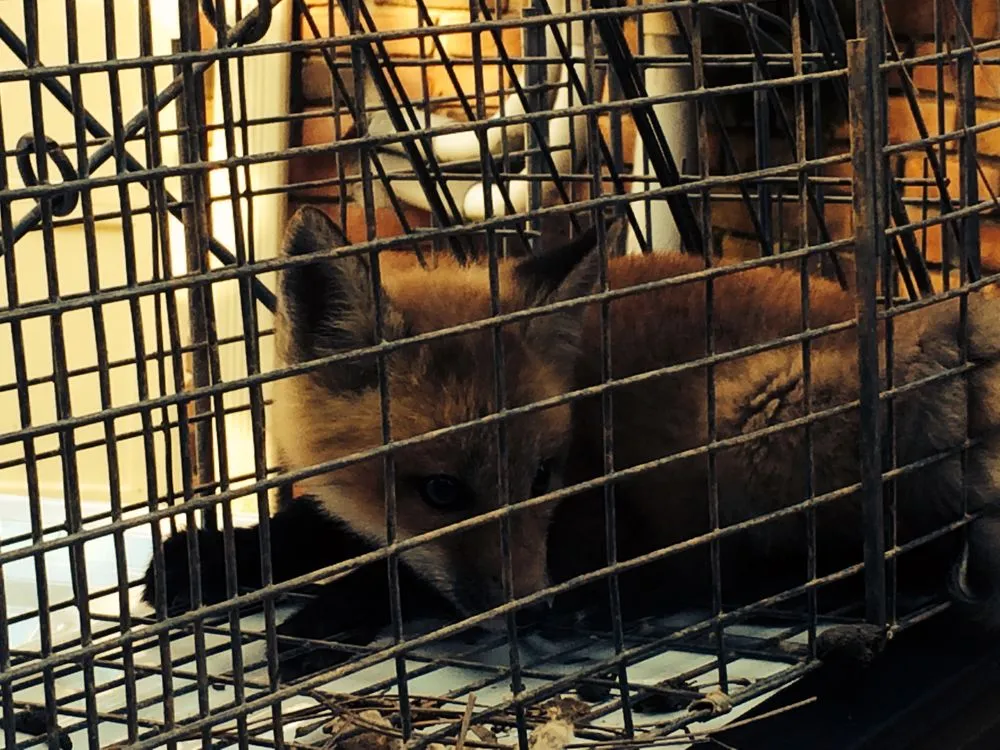 Trusted landscaping services experts serving Altamonte Springs, FL - Wild Animal Pest Control Orlando