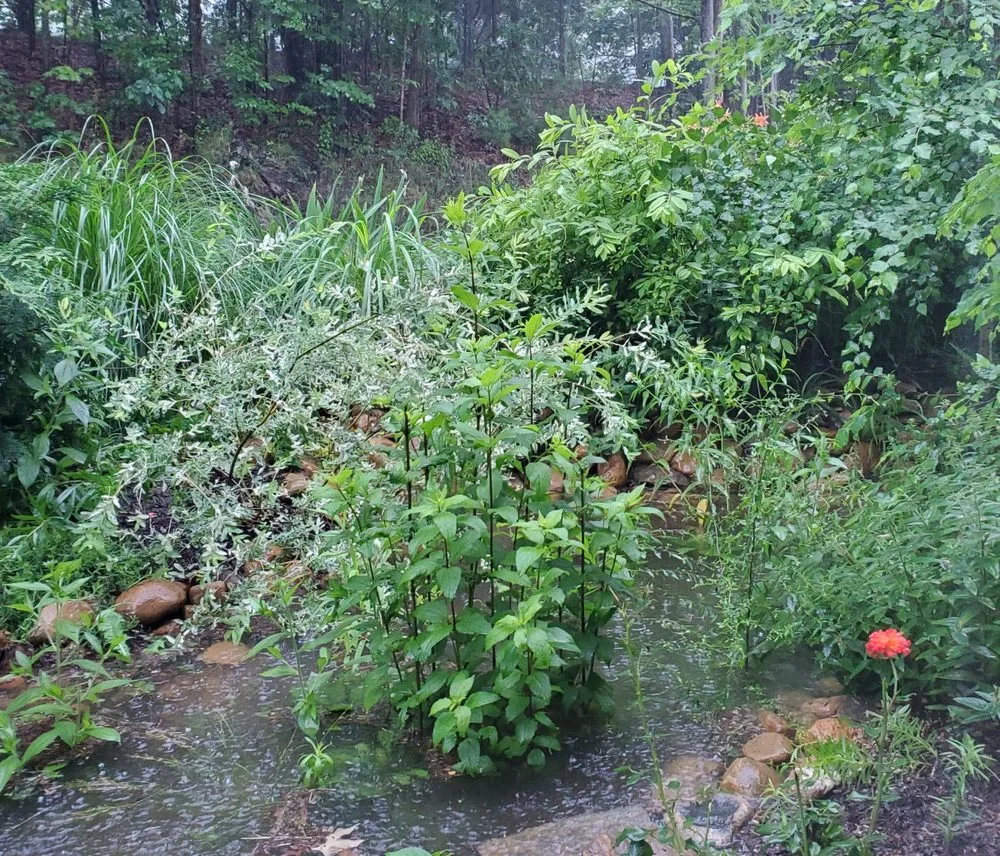 Expert outdoor landscaping in Old Saybrook, CT by Wild As Ever Garden Design