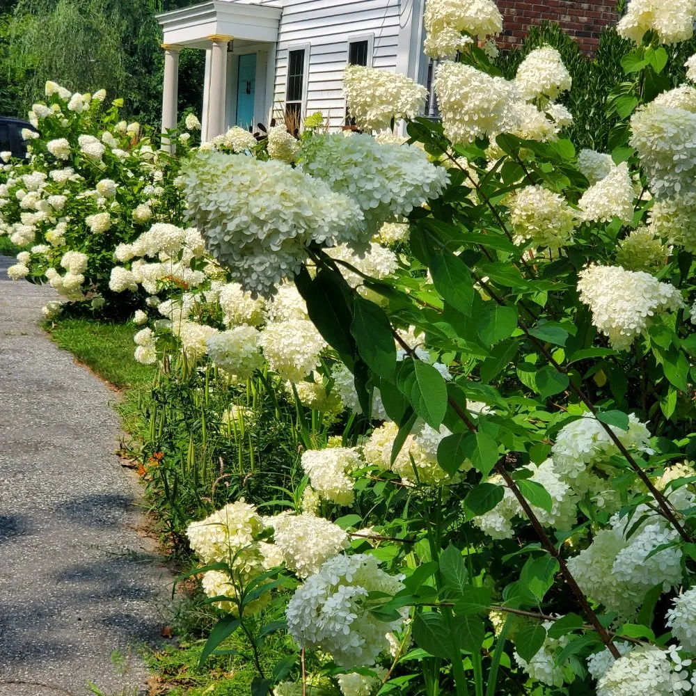 Local lawn care service experts serving Old Saybrook, CT - Wild As Ever Garden Design