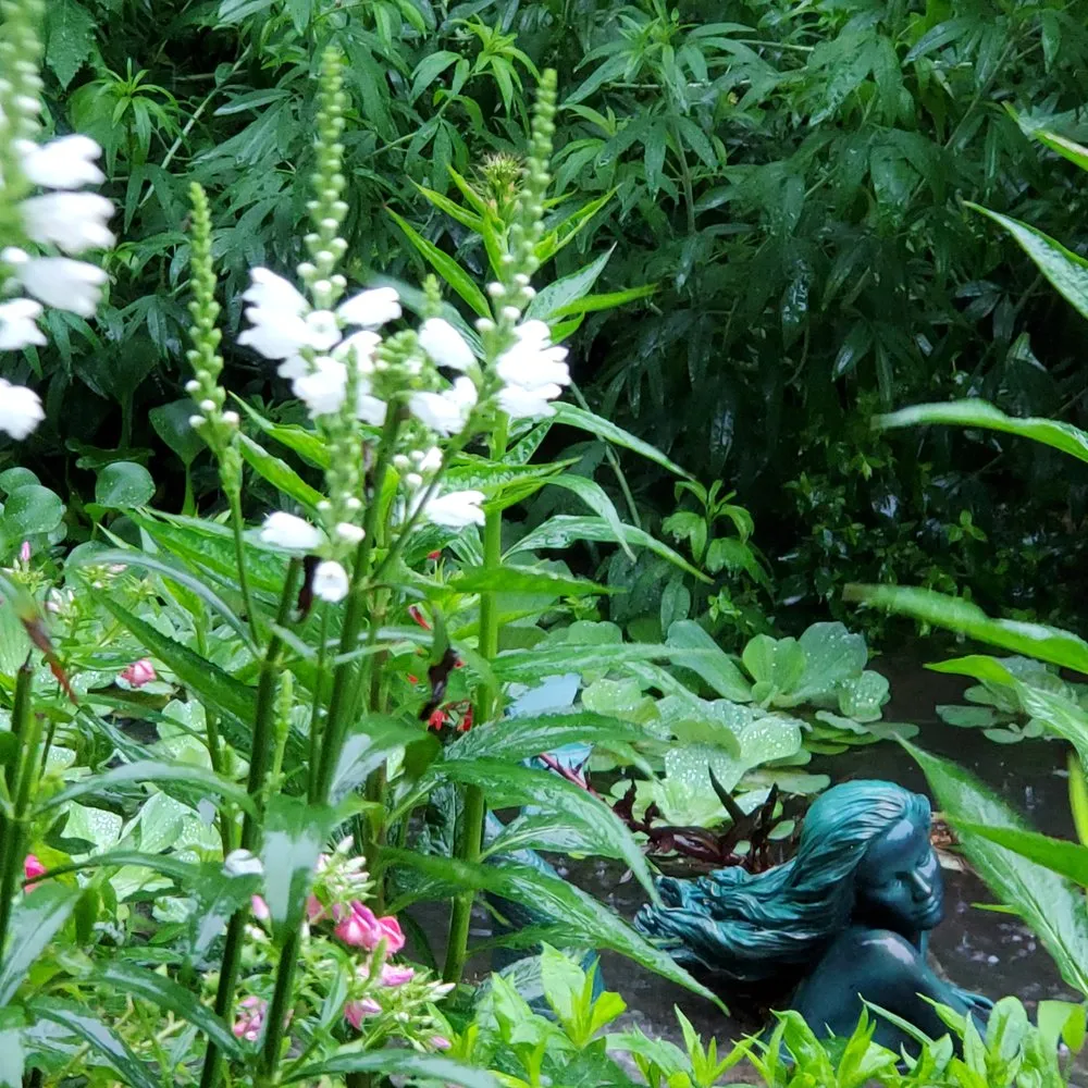 Affordable garden landscaping for outdoor upgrades across Old Saybrook, CT - Wild As Ever Garden Design