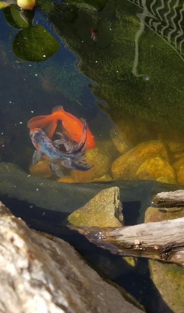 Custom outdoor landscaping in Old Saybrook, CT by Wild As Ever Garden Design