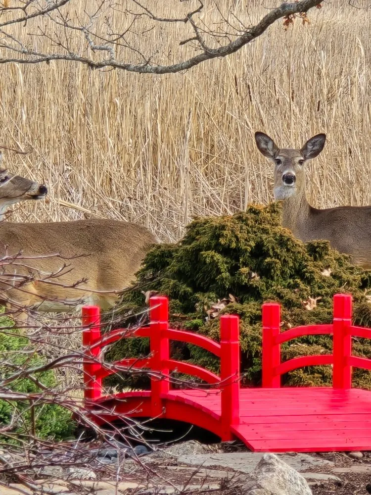 Professional yard cleanup service in Old Saybrook, CT by Wild As Ever Garden Design
