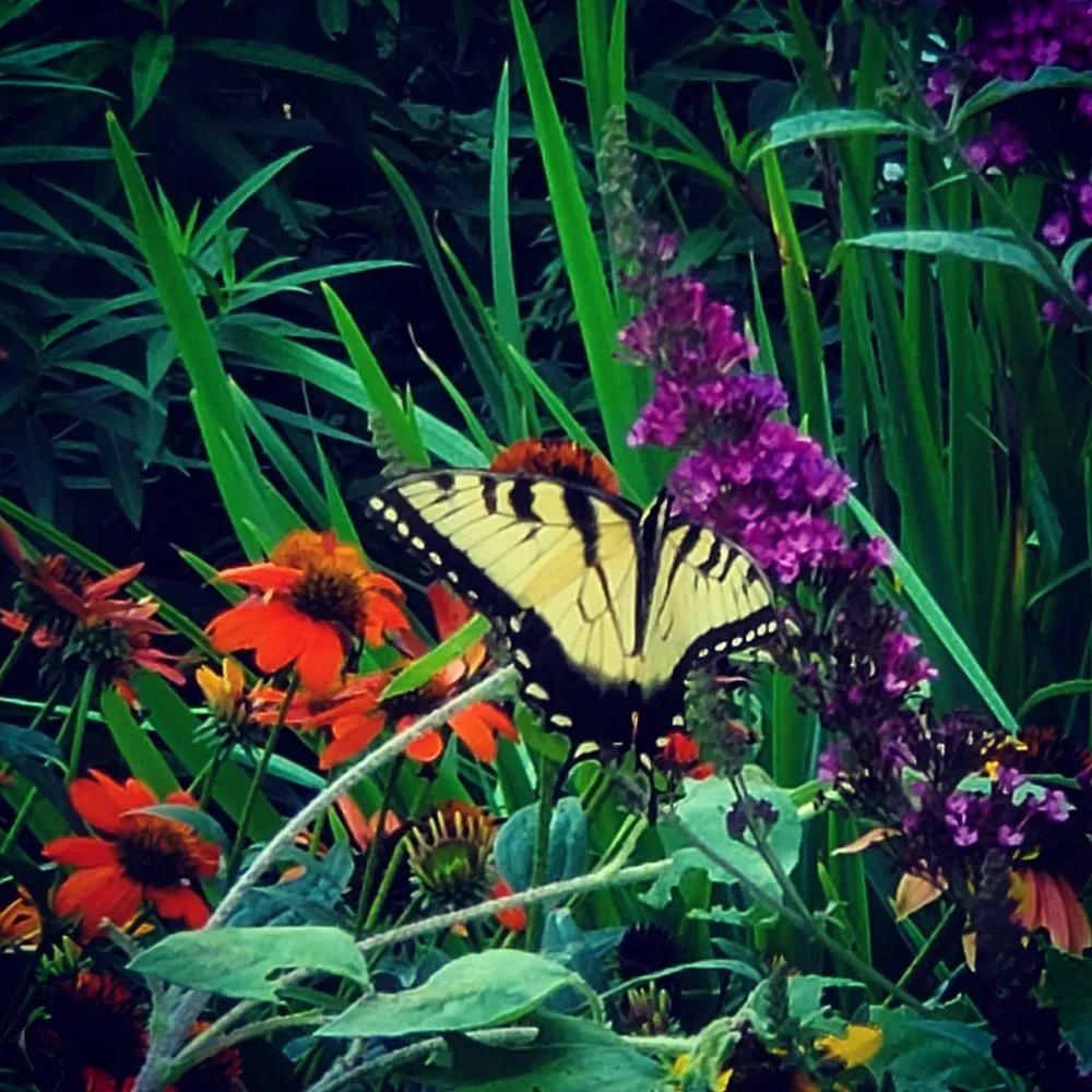 Custom landscape design experts serving Old Saybrook, CT - Wild As Ever Garden Design