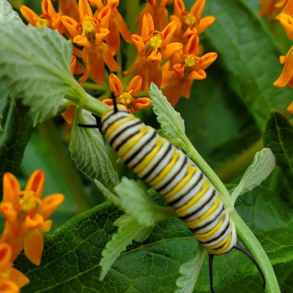 Local landscaping services for homes in Old Saybrook, CT by Wild As Ever Garden Design