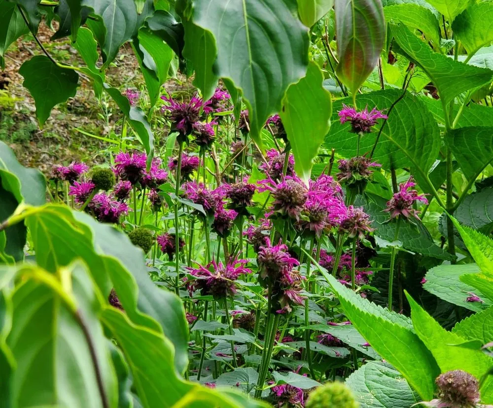 Affordable yard maintenance in Old Saybrook, CT - Wild As Ever Garden Design