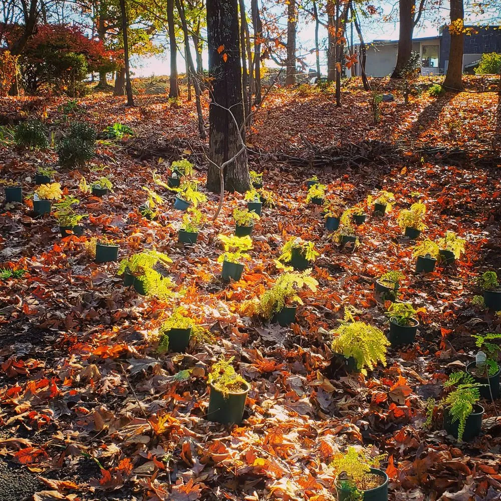 Custom garden landscaping for year-round maintenance across Old Saybrook, CT - Wild As Ever Garden Design