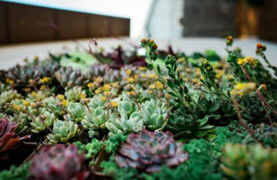 Reliable landscaping services experts serving Los Osos, CA - Wild Bloom Landscapes