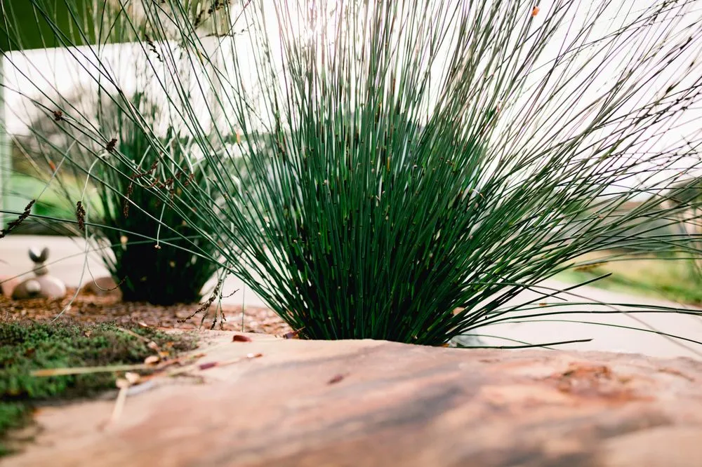 Custom landscape design for residential properties in Los Osos, CA by Wild Bloom Landscapes