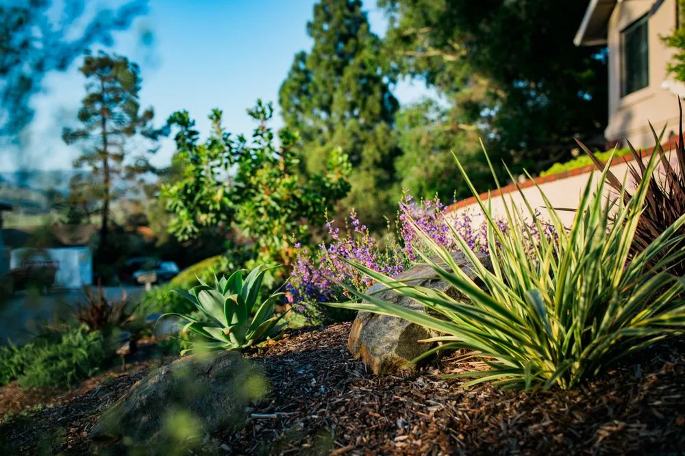 Expert garden landscaping in Los Osos, CA - Wild Bloom Landscapes