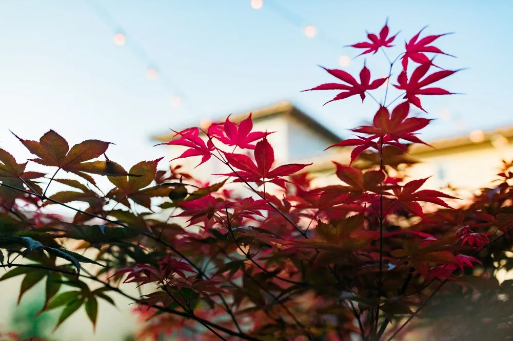 Expert landscaping services for beautiful yards across Los Osos, CA - Wild Bloom Landscapes