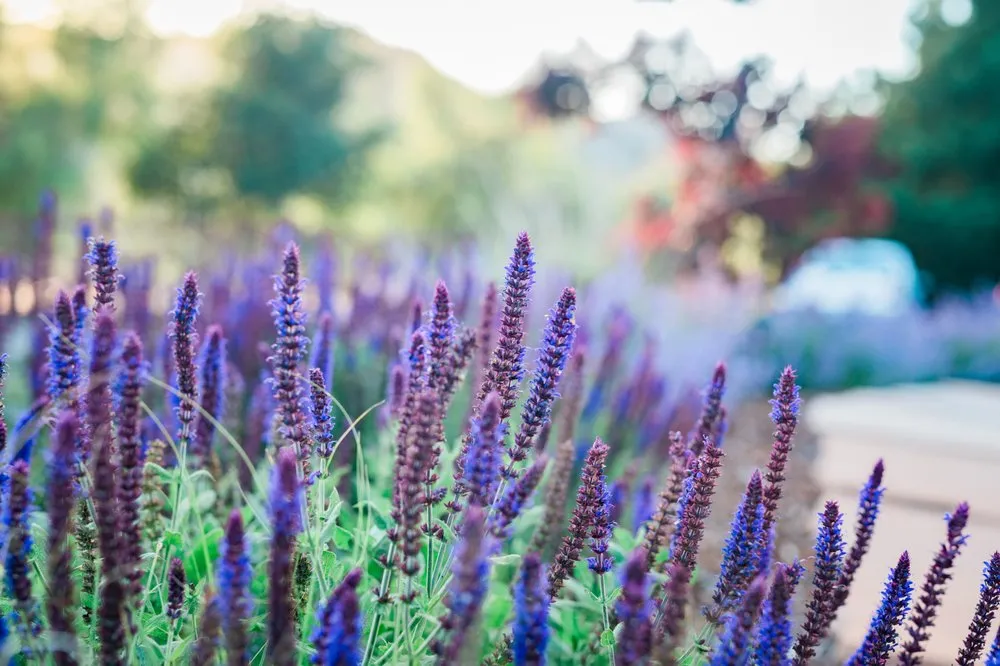 Expert residential landscaping for homes in Los Osos, CA by Wild Bloom Landscapes