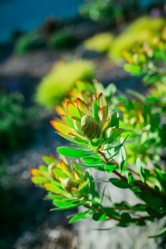 Affordable lawn care service for residential properties in Los Osos, CA by Wild Bloom Landscapes