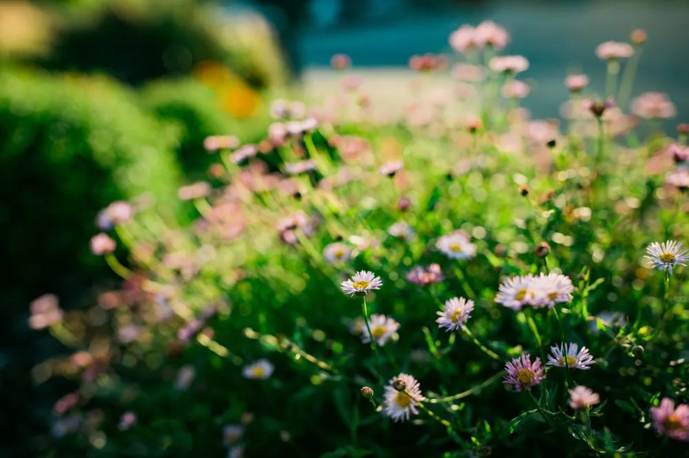 Top-rated garden landscaping in Los Osos, CA - Wild Bloom Landscapes