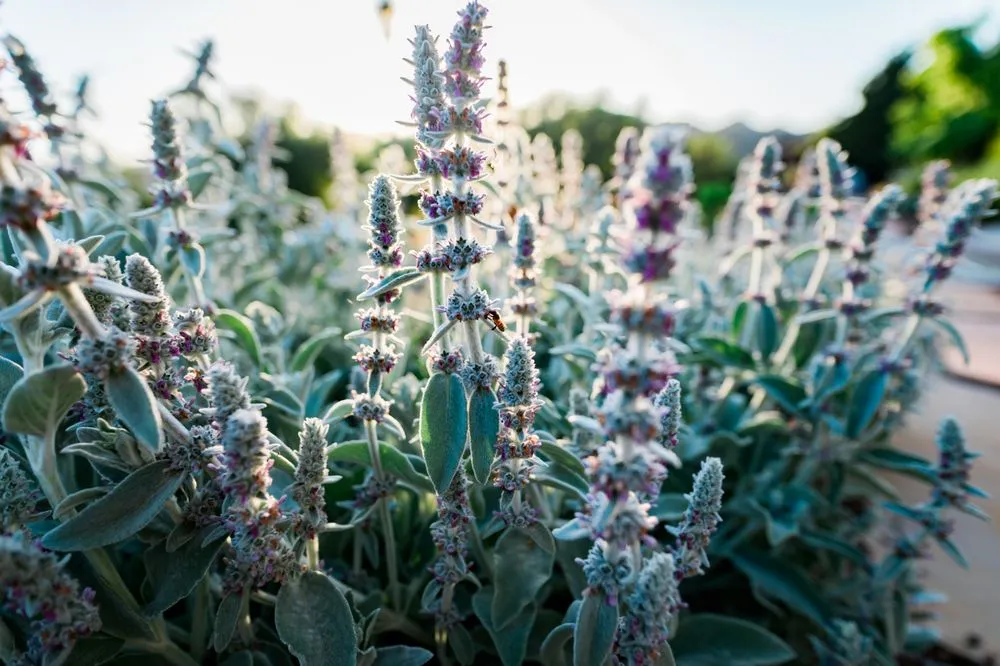 Professional garden landscaping for beautiful yards across Los Osos, CA - Wild Bloom Landscapes