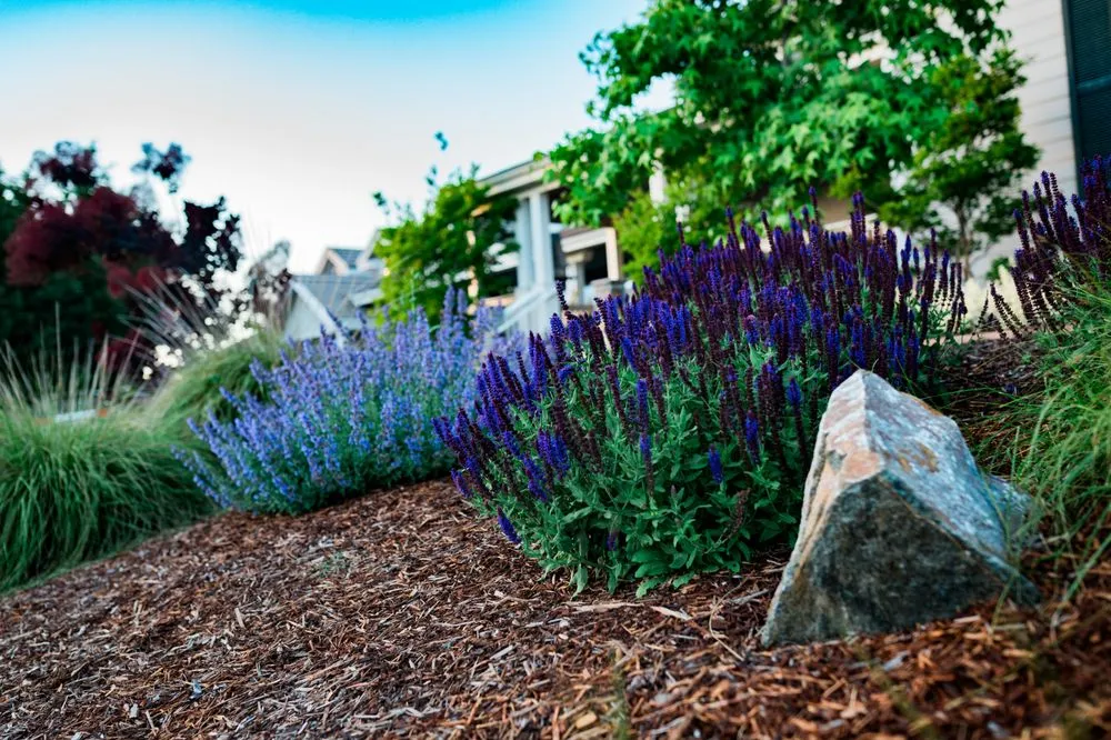 Reliable landscaping services experts serving Los Osos, CA - Wild Bloom Landscapes