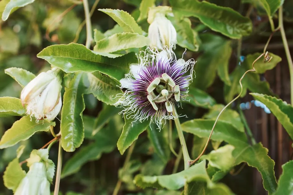 Affordable landscape installation in San Francisco, CA - Wild Earth Art