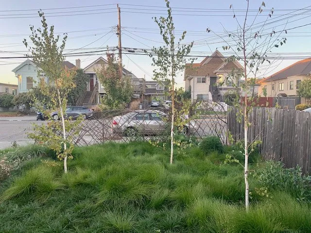 Local garden landscaping in San Francisco, CA by Wild Earth Art