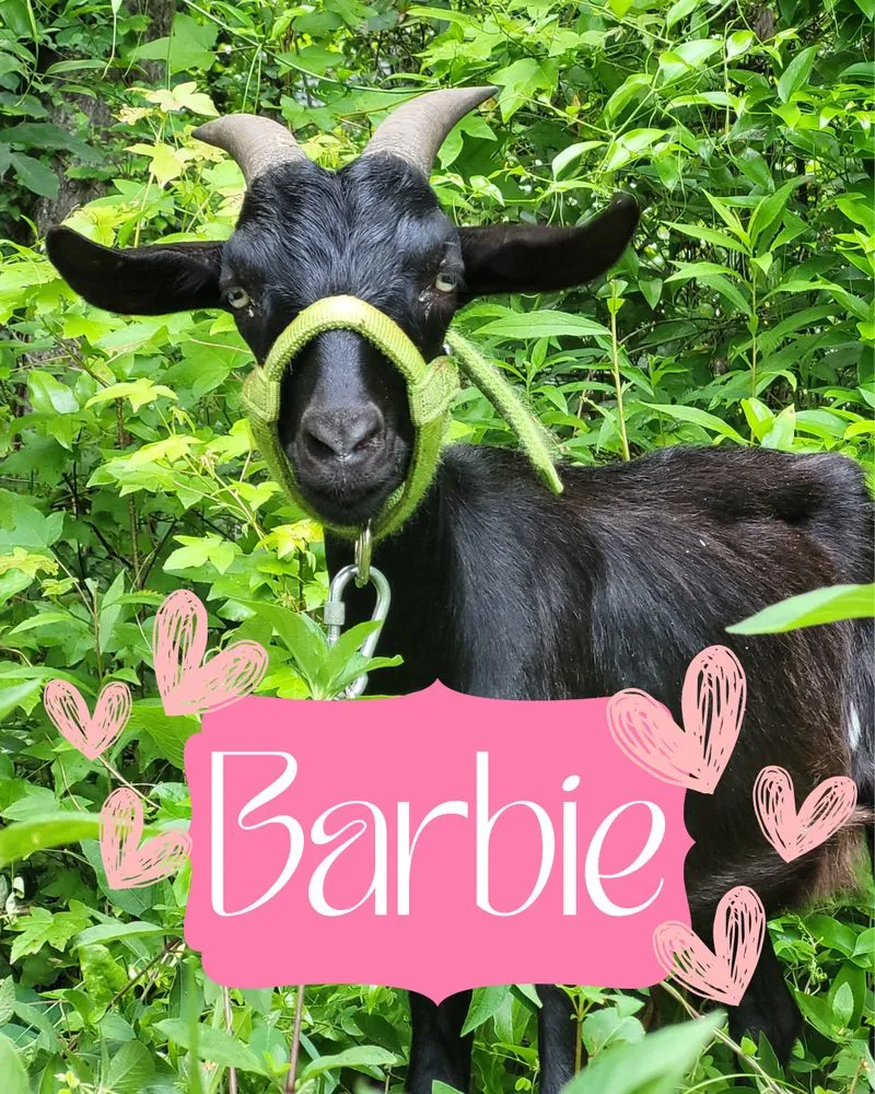 Expert garden landscaping in Woodstock, GA - Wild Graze Land Care